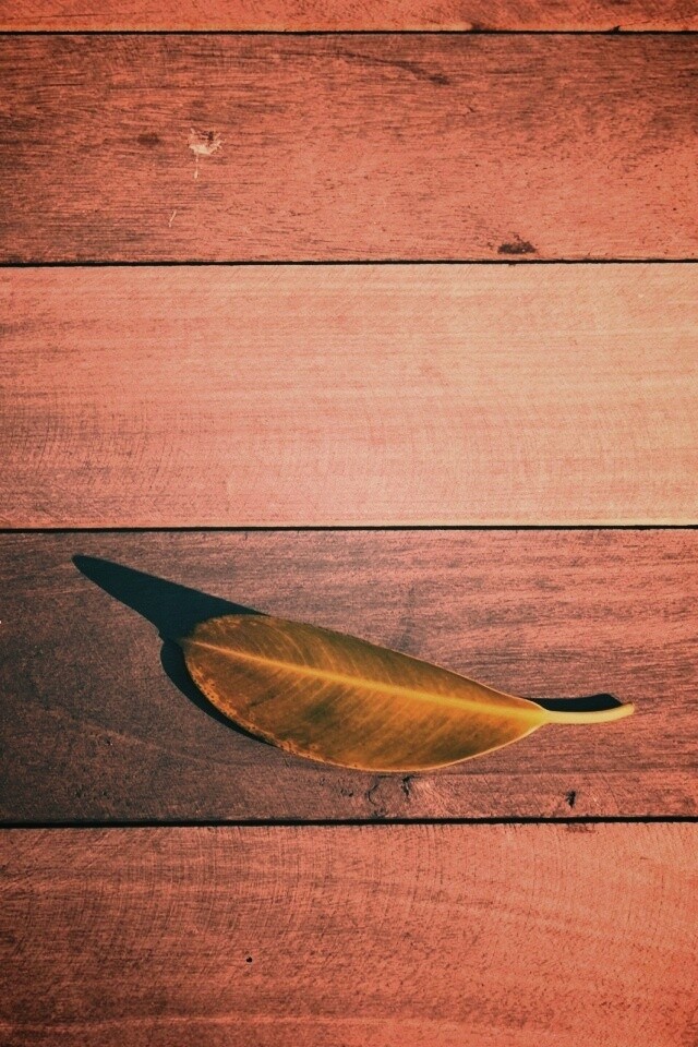 Лист на деревянном полу обои