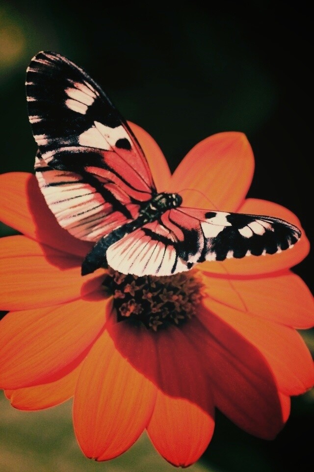 Бабочка на цветке обои