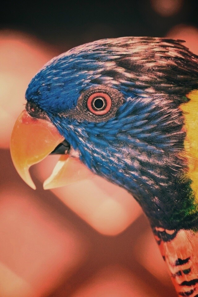 Красноглазйы попугай обои