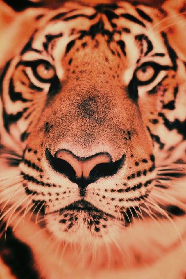 Красавец тигр обои