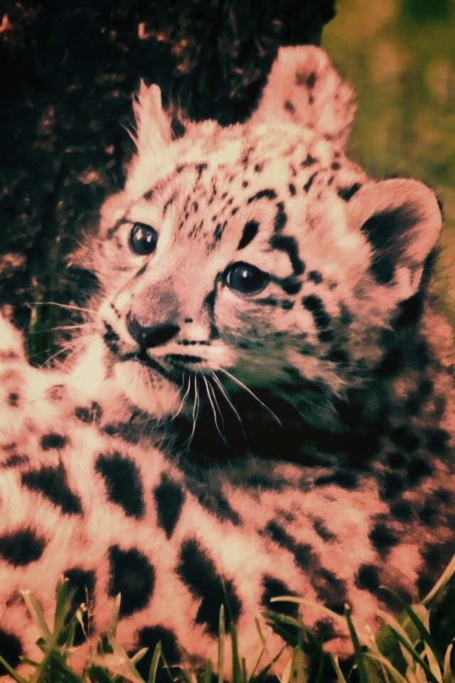 Котенок большой дикой кошки обои