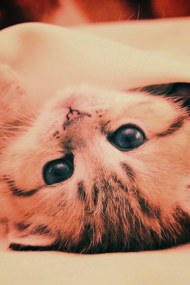 Котёнок вверх ногами обои