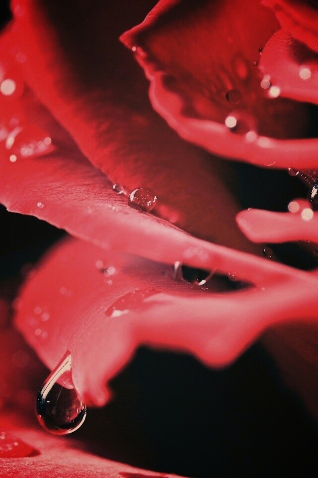 Капли на лепестках розы обои