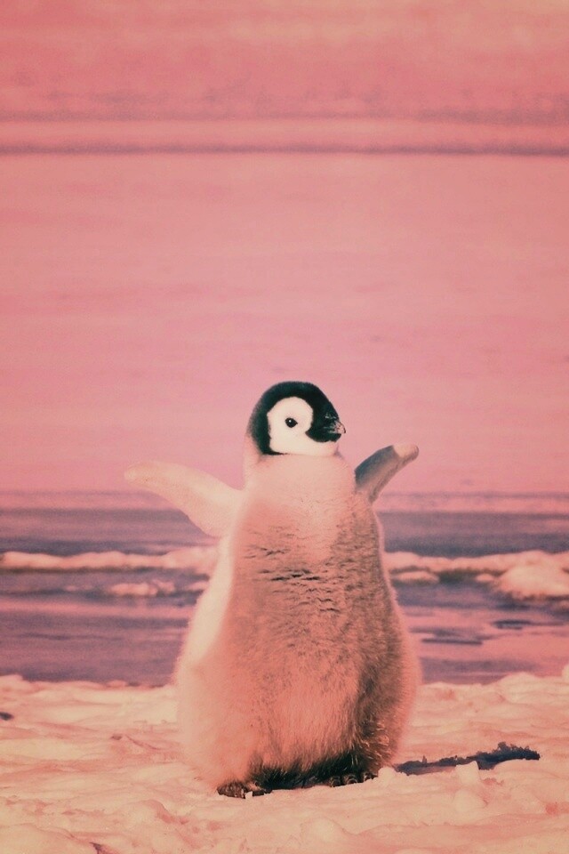 Радостный пингвинёнок обои