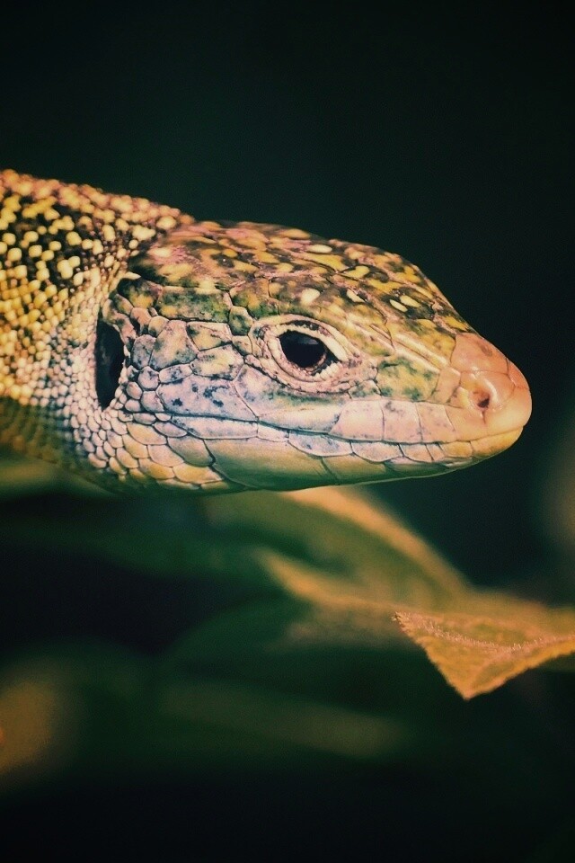 Ящерка на листьях обои