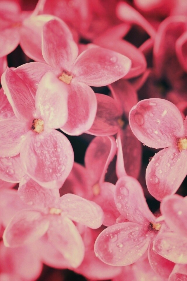 Цветы сирени обои