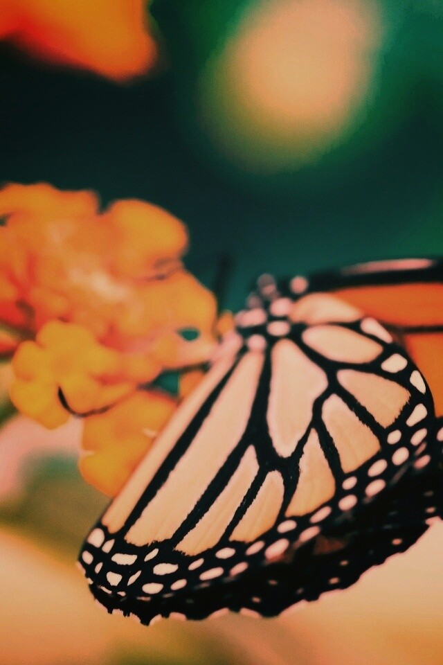 Бабочка на цветке в макро обои