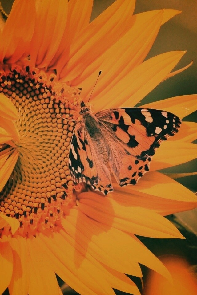 Бабочка на подсолнухе обои