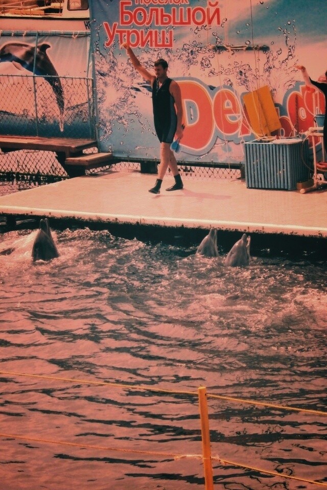 Утро в дельфинарии обои