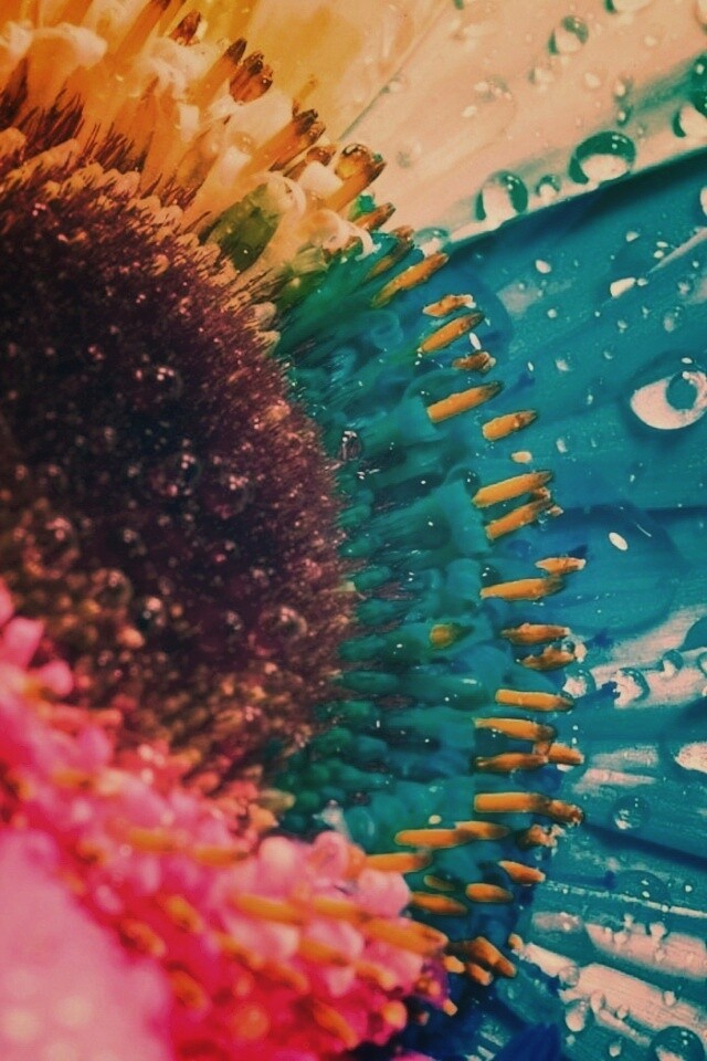 Цветик семицветик обои