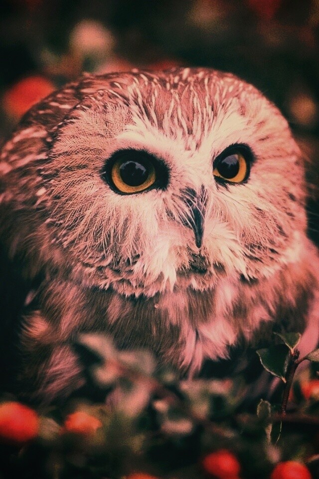 Маленькая сова в ягодах обои
