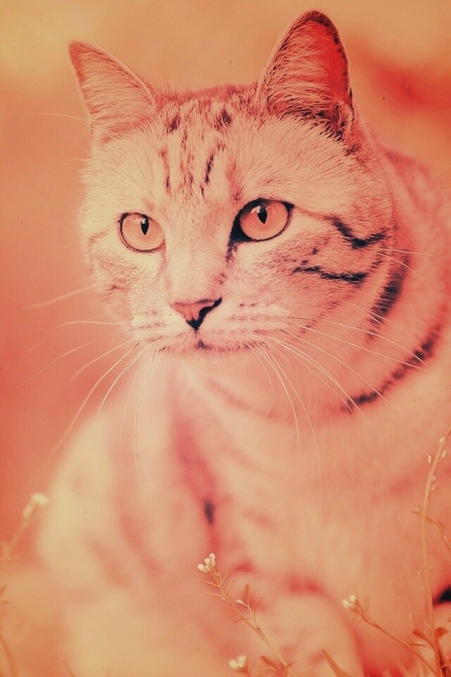 Кот в теплых тонах обои