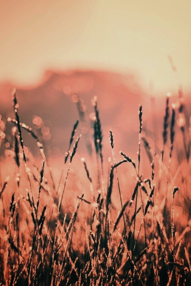 Поле пшеницы обои