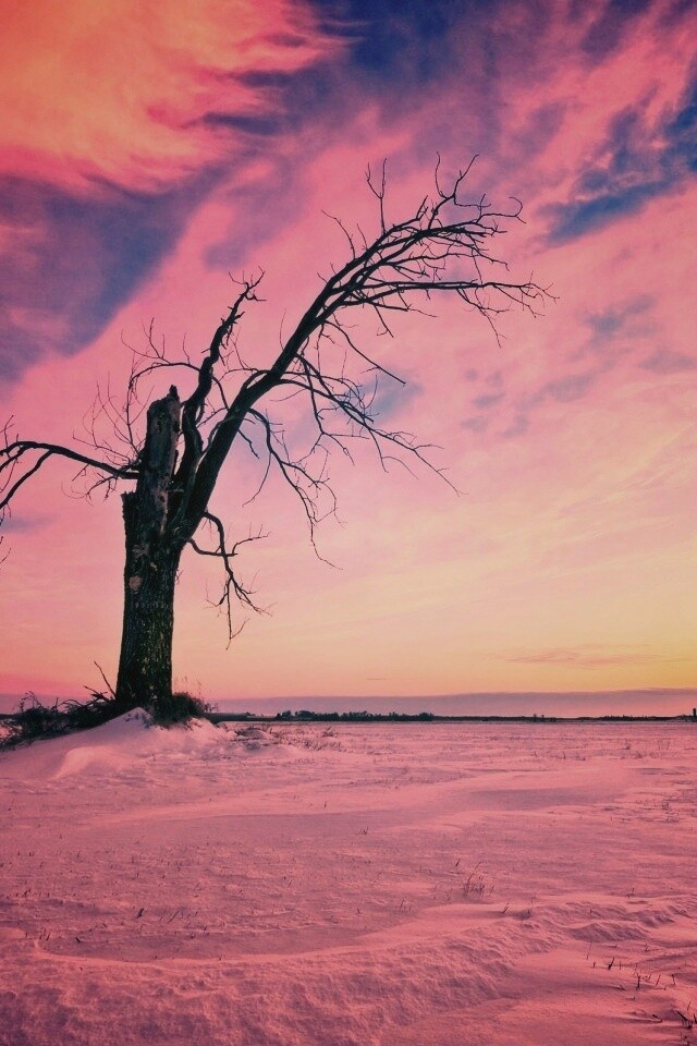 Сломанное дерево в снежной тундре обои