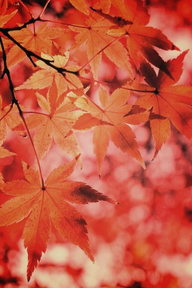 Осенние листья обои