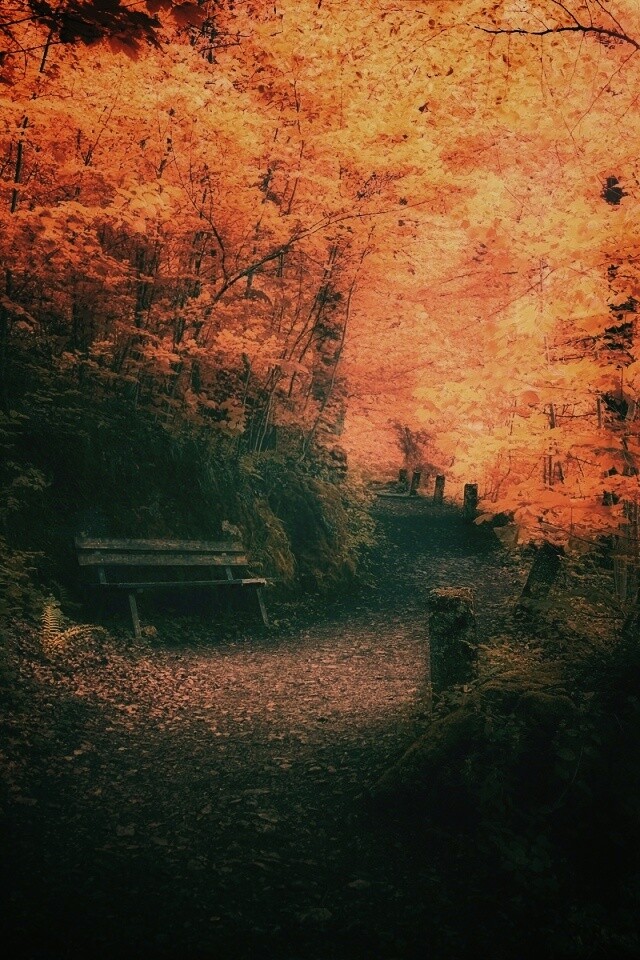 Скамейке в чаще парка обои