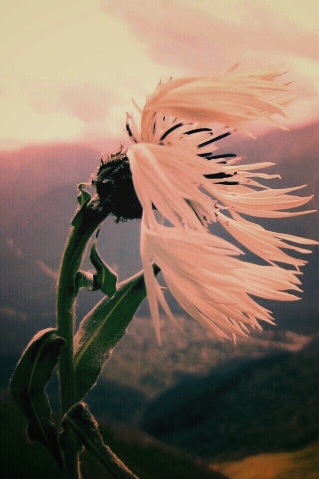 Горный цветок обои