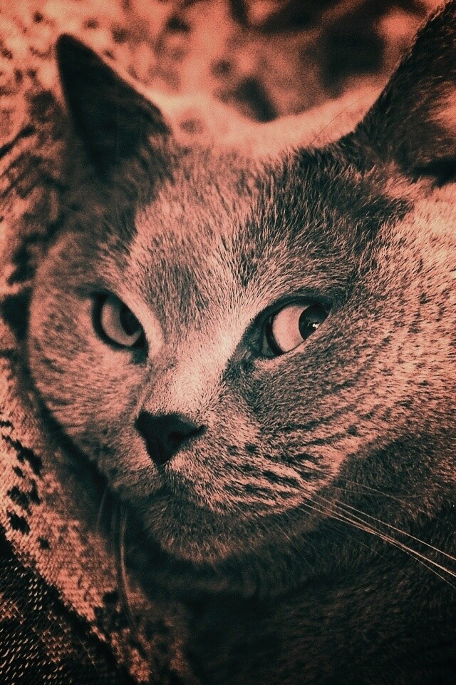 Щекастый британский котик обои