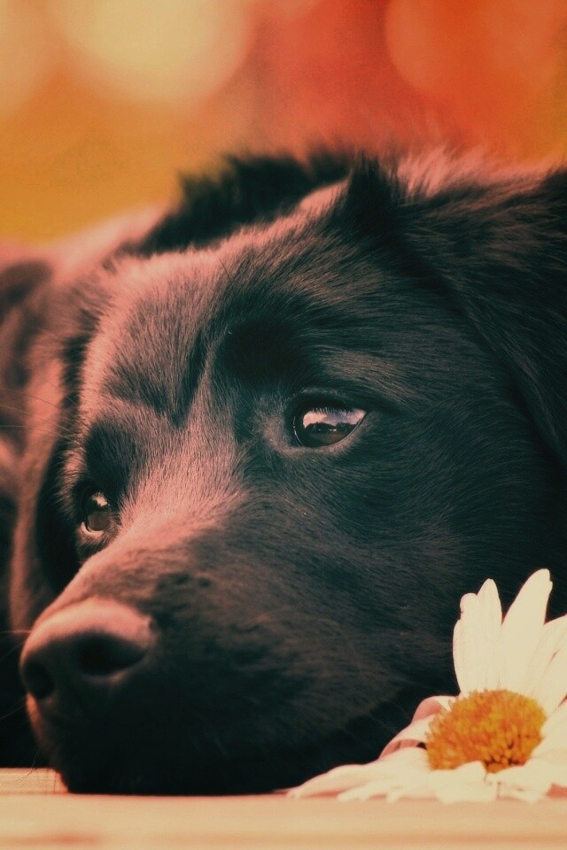 Собака с ромашкой обои