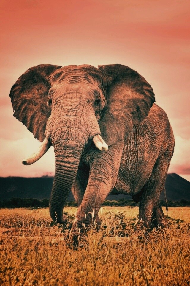 Слон на прогулке обои