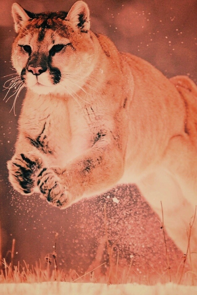 Снежная пума обои