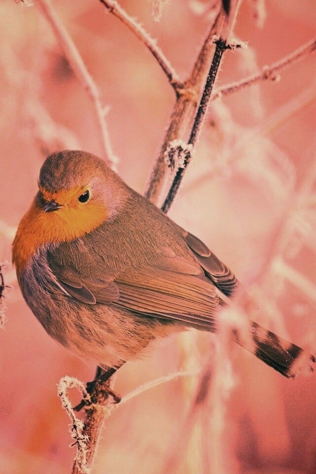 Птичка на ветке обои