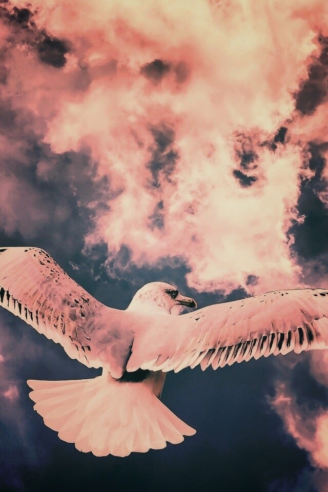 Гордая птица в полете обои