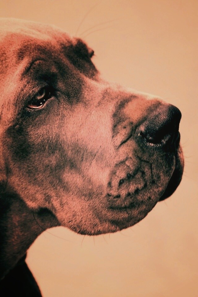 Грустная собака обои