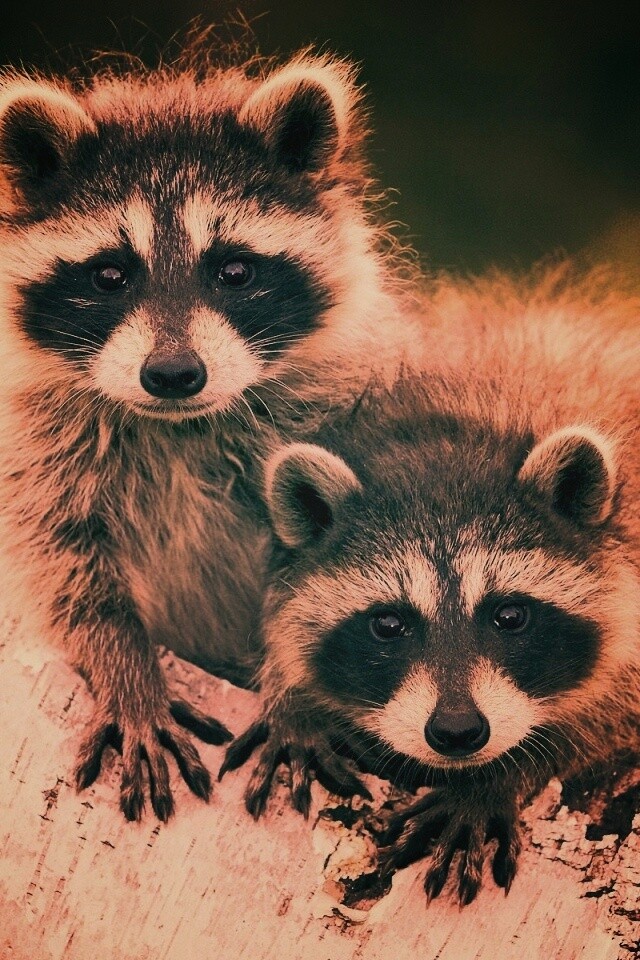 Полосатики обои