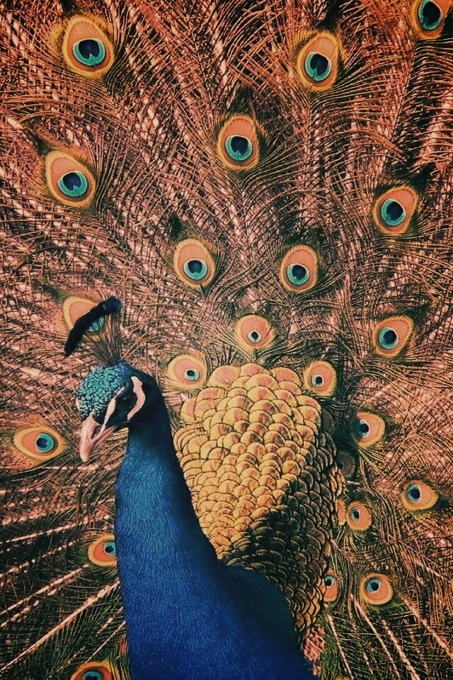 Павлин, говоришь... обои