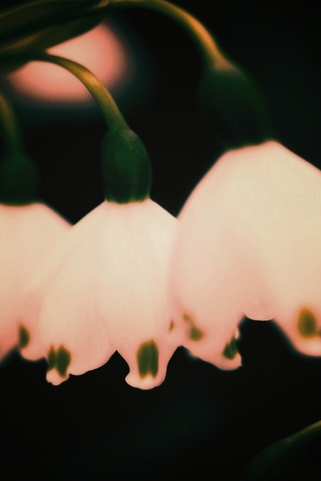 Белые ландыши обои