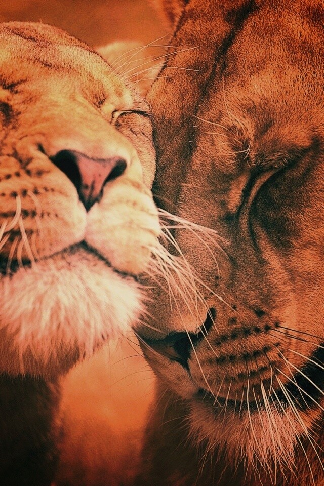 Нежные львы обои