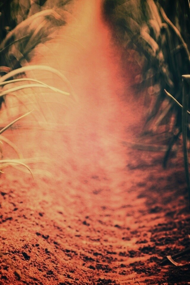 Тропинка в траве обои