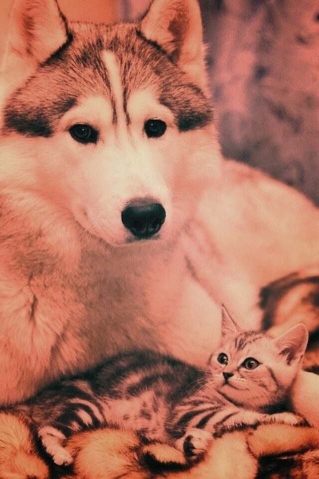 Собака и котенок обои