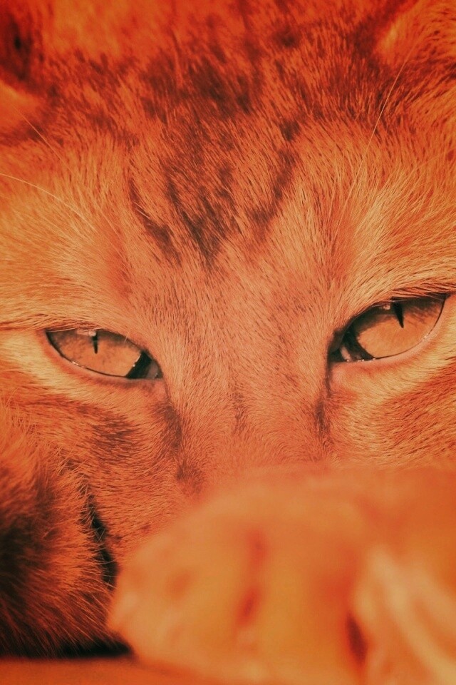 Рыжий котяра обои