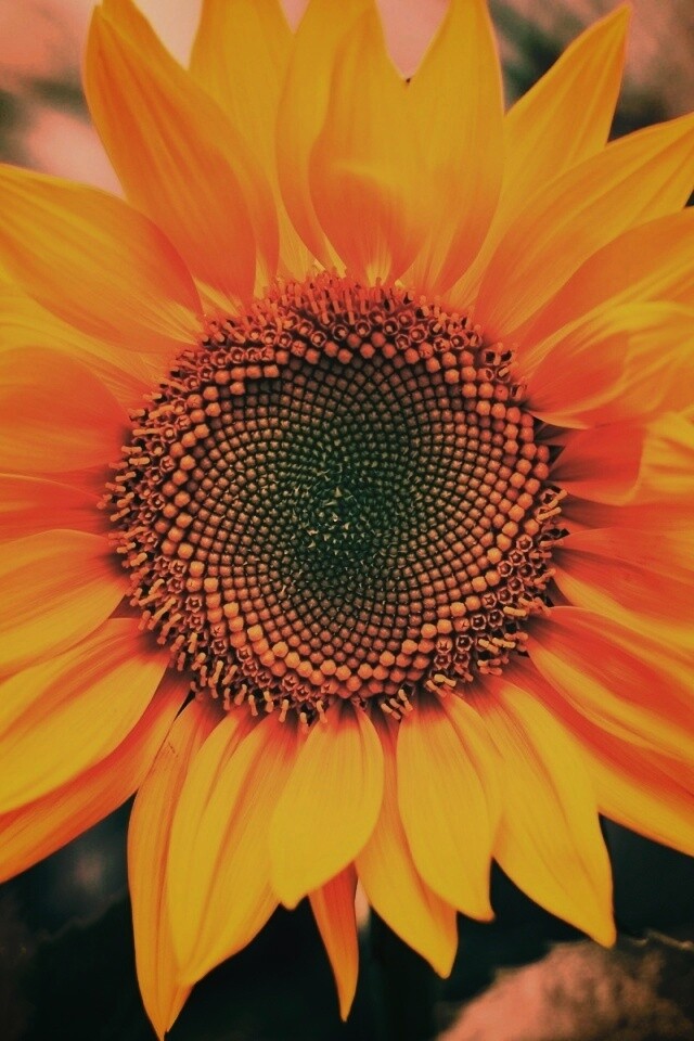 Подсолнух на поле обои