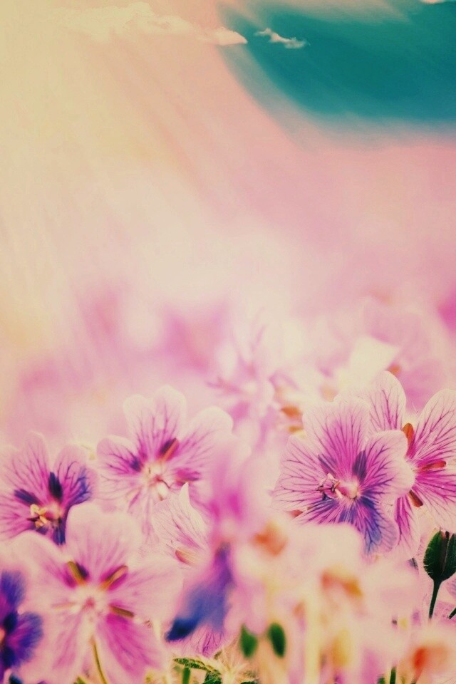 Цветочки обои