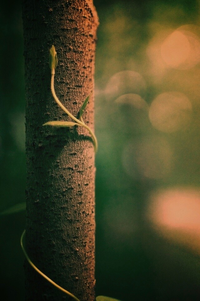 Стебелек на стволе деревца обои