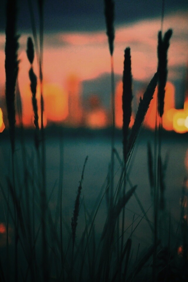 Камыш на фоне вечерних огней обои