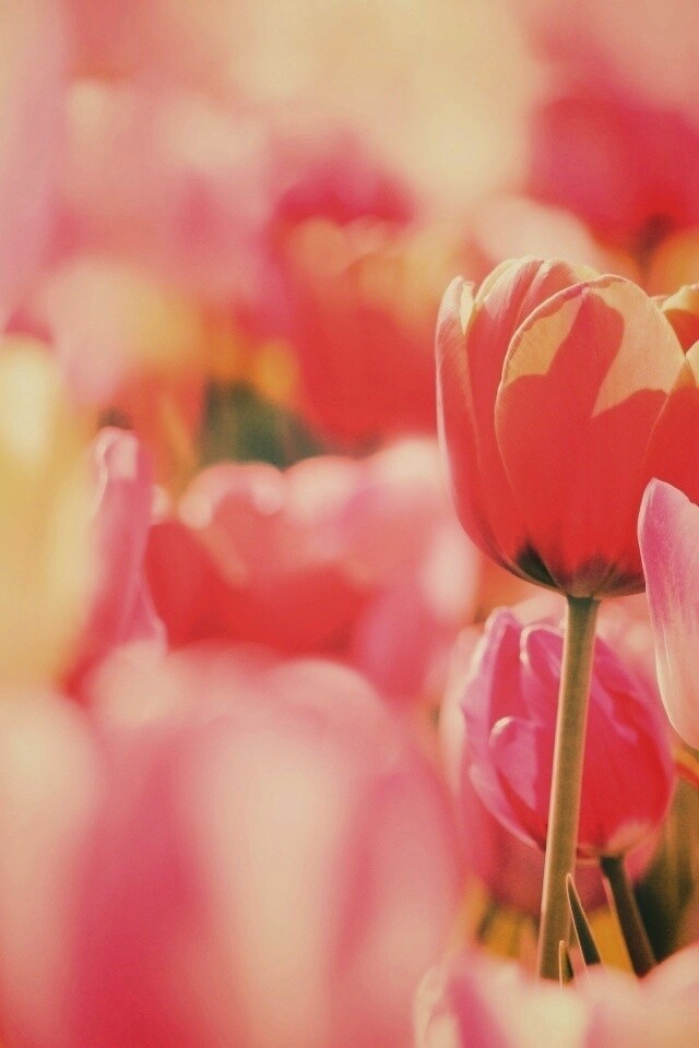 Красивые тюльпаны обои