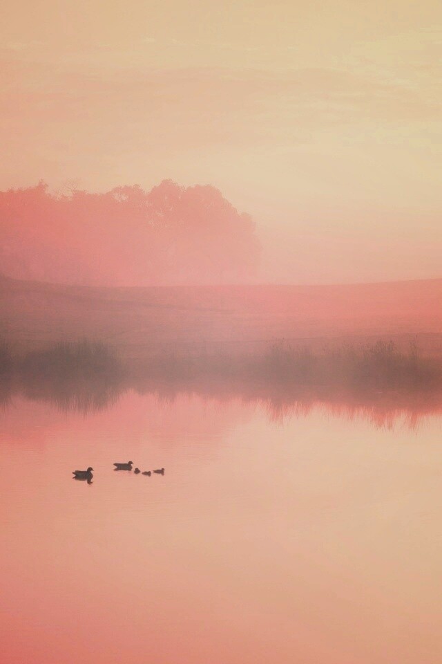 Ducks on a Misty Pond обои