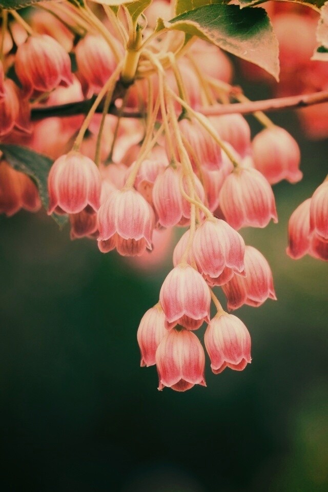 Красные колокольчики обои