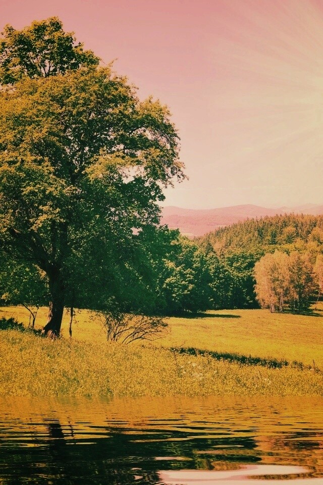 Дерево у воды обои