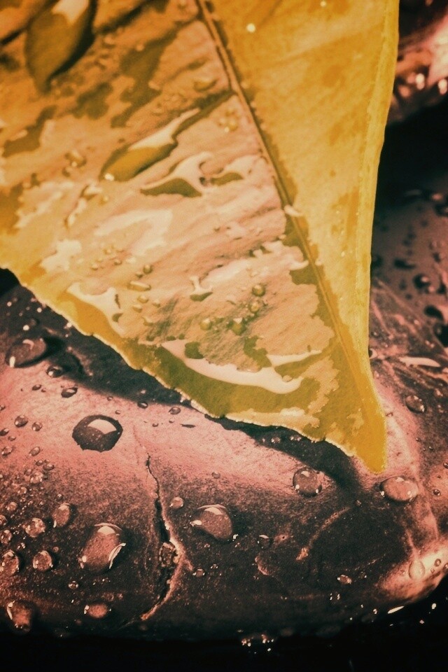 Зеленый лист на черных камнях обои