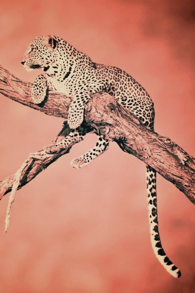 Ягуар на дереве обои