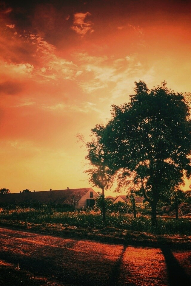 Закат на фоне дерева в HDR обои