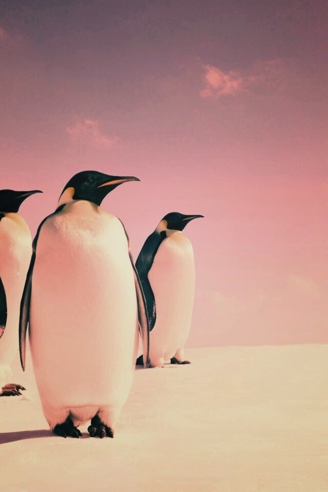 Пингвины обои