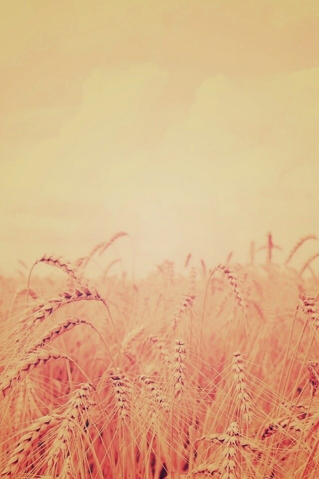 Поле колосьев обои
