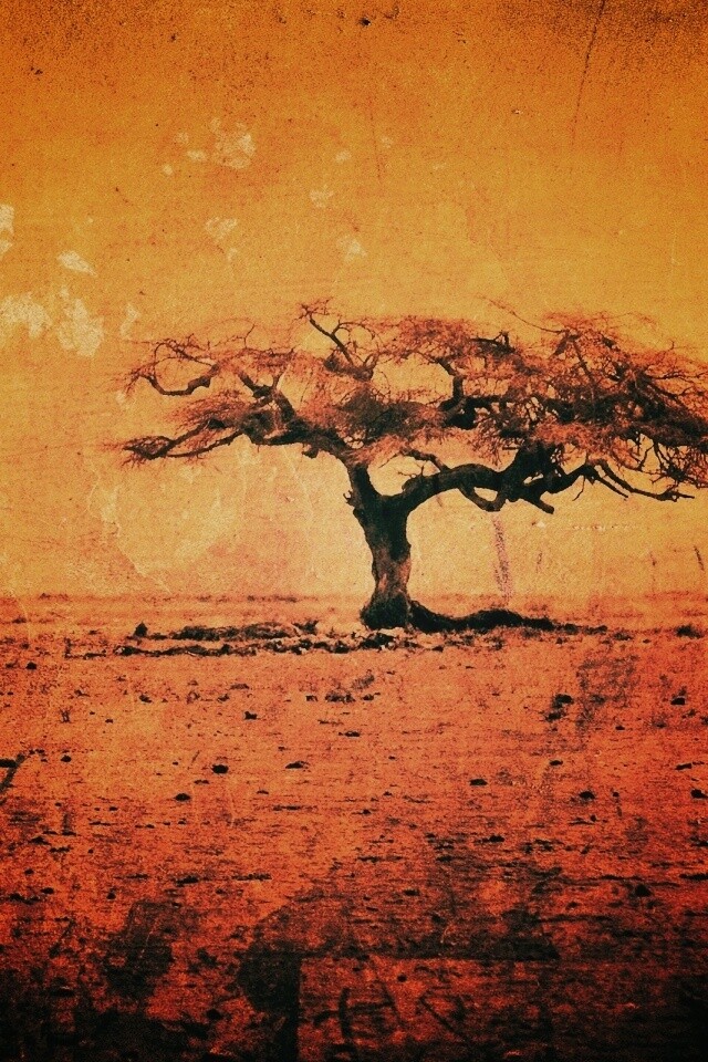 Гранжевое дерево в саванне обои
