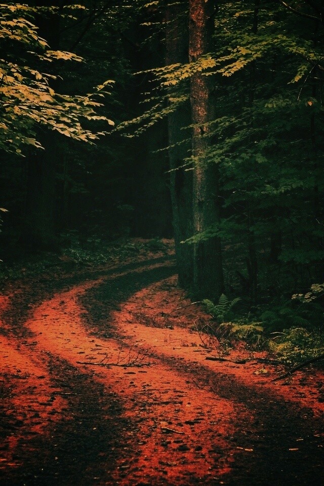 Лесная дорога обои